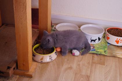 Britisch Kurzhaar Kitten