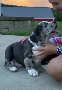 Wunderschöne reinrassige Amerikanische Pitbull -Welpen Männer und Frauen, 15 Wochen.