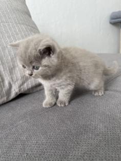 Verspieltes BKH-Kitten ab dem 15. 07 in fürsorgliche Hände abzugeben