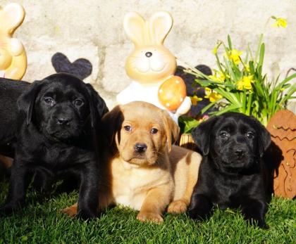 Labrador Welpen in verschiedenen Farben abzugeben