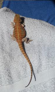 1. 0 Lava Orange Hypo Translucent Leatherback