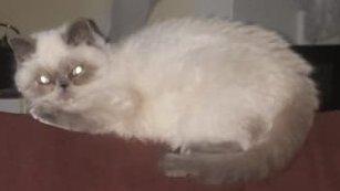 Colourpoint, Exotic Shorthair, blaue Augen, Katze, Jungtier
