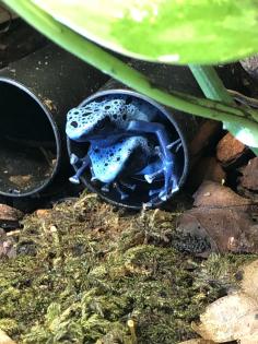Dendrobates Azureus Nachzuchten