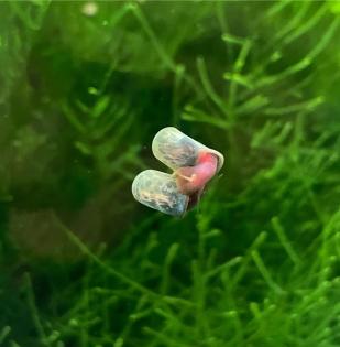 Blaue Posthornschnecke - Planorbella duryi 0, 50 Euro
