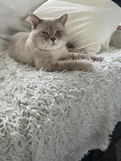 Deckkater
