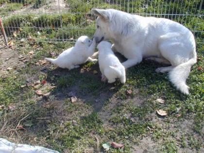 Welpen vom Weissen Schweizer Schäferhund aus guter Verpaarung