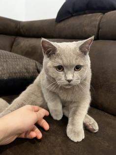 BKH Kater 5 Monate alt mit Kratzbaumm und Katzenklo