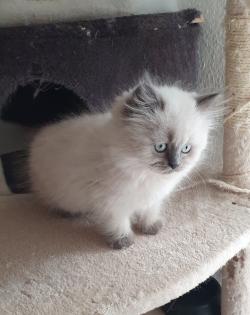 1 Perser Katerchen sucht noch Kuschelpersonal