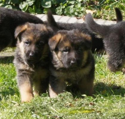 Schäferhund-Welpen Zwinger von der Einflugschneise ab 07. 09. 12