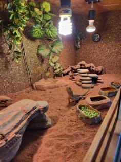 Zwergbartagamen Adult Pogona Henrylawsoni Pärchen mit Terrarium