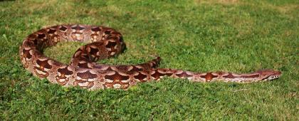Südliche Madagaskarboas Acrantophis dumerili