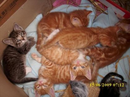 Liebevolles zu Hause gesucht