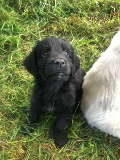 Goldendoodle, Welpen, Allergiker geeignet