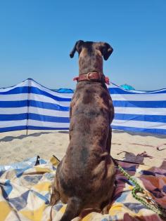 Deutsche Dogge - weiblich - Peanut