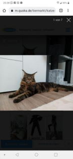 Deck Kater Rudi
