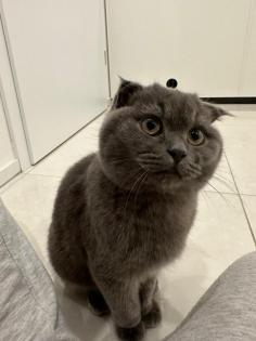 Ultra süße und liebevolle BKH Katzen 2 Brüder