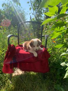 Australian shepherd welpen
