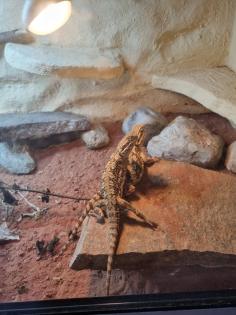 2 Zwergbartargamen inklusive Terrarium