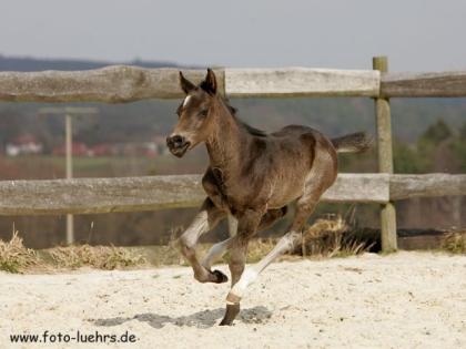 Quarter Horse Fohlen 2021
