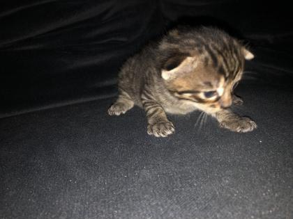 Katzenbabys geboren 23. 4. 23