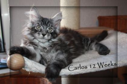 Maine Coon Kitten aus TOP Verpaarung