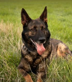 Dringend Schäferhund Rüde Hasko sucht erfahrenes Zuhause