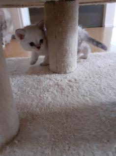 Selkirk Rex Kitten