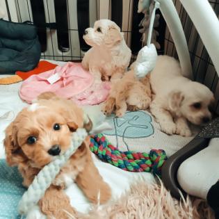 Maltipoo Welpen Rüde aprico