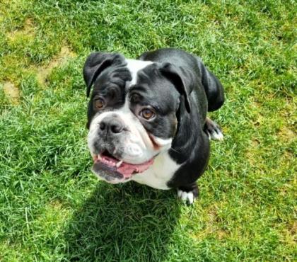 Old english bulldog Welpen OEB Bulldogge