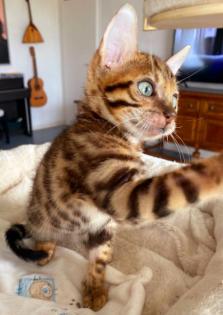 Süße Bengalkatzen zu verkaufen