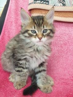 Verkaufe süße Katzen