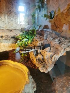 Königspython Python regius
