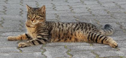 Vermisst getigerte Katze schwarz/grau/bräunlich