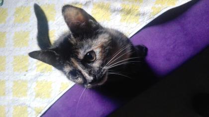 . sechs süße kitten Suchen.