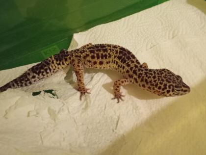 Terrarium, zwei Leopardgeckos