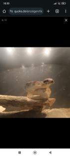 2. 0 Boa Constrictor Imperator