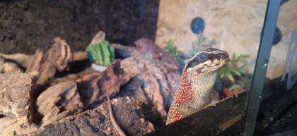 4. 0 4 Maskenleguane / Terrarium mit Zubehör