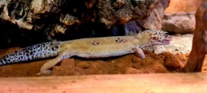 72461 Albstadt Leopardgeckos