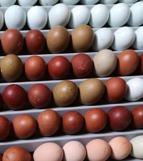 Ostereier easteregger hühner küken bruteier marans cream legbar