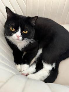 Mischling Perser schottisch kurzhaar langhaar Katzen
