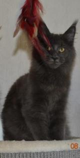 Reinrassige Maine Coon in blue und black