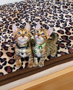 Bengal katze, Baby Katzen