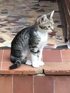 12 Wochen alte Kitten suchen ein neues Zuhause