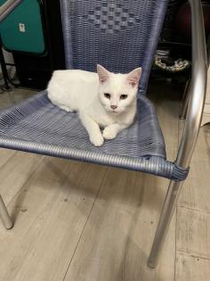 Main coon Kater in weiß zu verkaufen