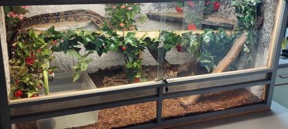 Boa zu verkaufen/ggf mit Terrarium