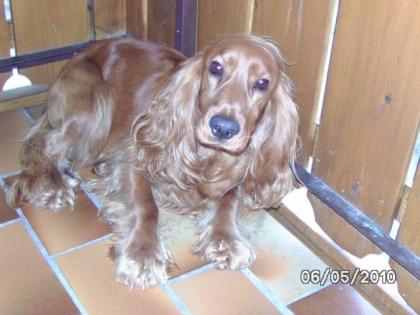 Verkaufe Cocker Spaniel