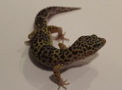 Leopardgeckos
