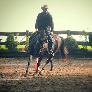 Westernreiten auf lieben Pferden