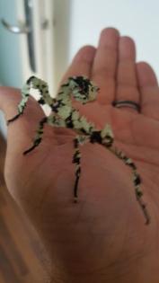 Insekten Phasmiden Stabschrecken oder auch verschiedene Blätter Jungtiere Eier