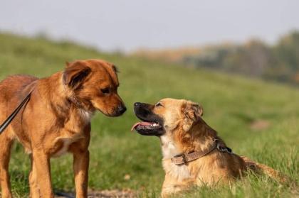 Fibi und Frolic hängen sehr aneinander